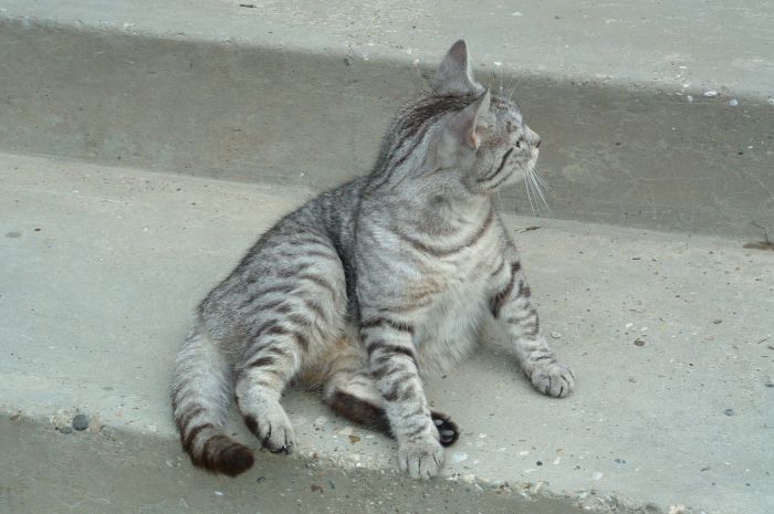 Dunkle Katze