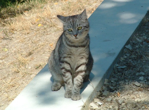 Katze Mimi