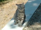 Katze Milli